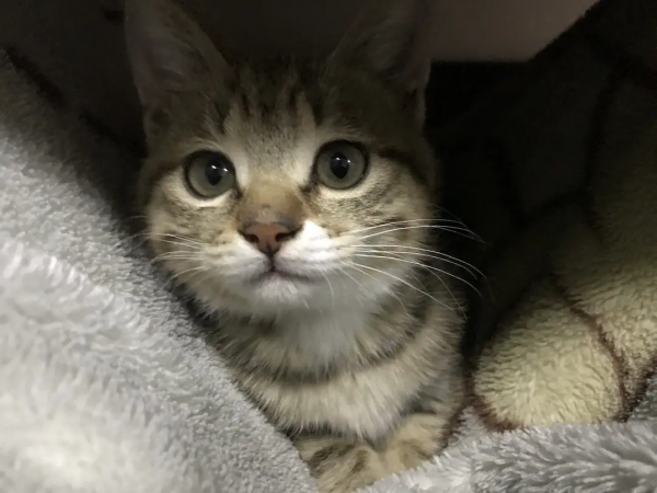 終於有貓了我太開心了啊啊啊啊