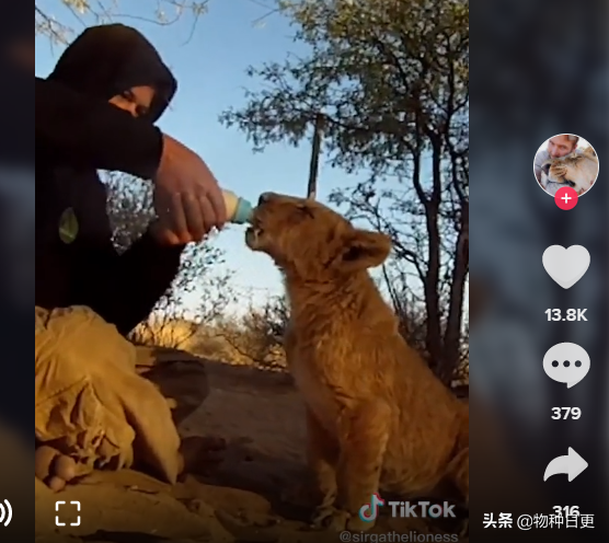 被遺棄的小母獅“斯爾佳”，長大後成了網紅