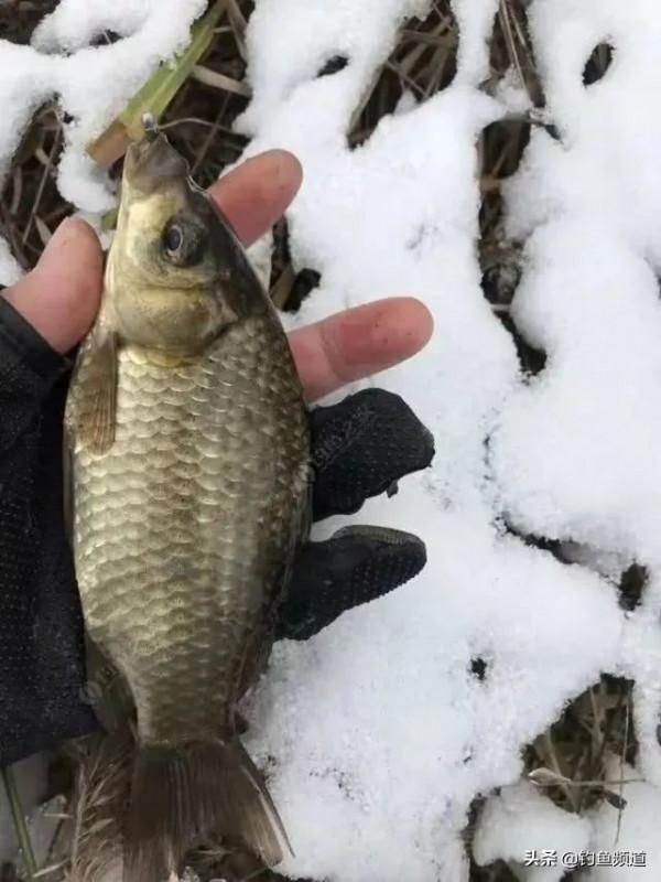 都知道下雪天可以釣魚,但這些禁忌你知道嗎? 都知道下雪天可以釣魚,但這些禁忌你知道嗎?