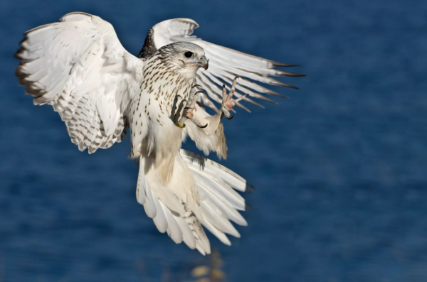 神鳥海東青是女真人的圖騰，速度無人能及，能有多快呢？