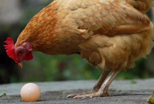 地球上是先有雞還是先有蛋？原來我們都錯了，科學家找到答案