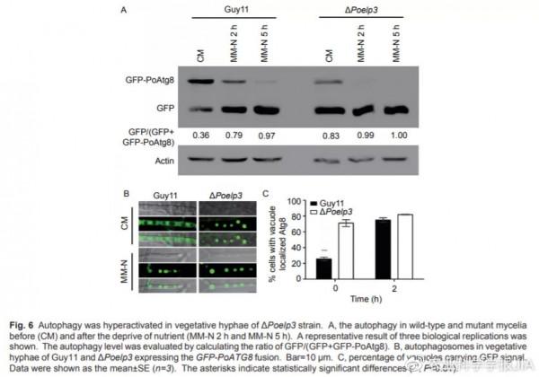 稻瘟病菌延伸複合體蛋白PoElp3調控自噬和致病性