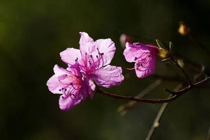 分享——杜鵑花