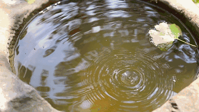 《太平廣記》故事:仙侶奇譚 《太平廣記》故事:仙侶奇譚