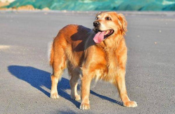 養公金毛犬的好處，一目瞭然