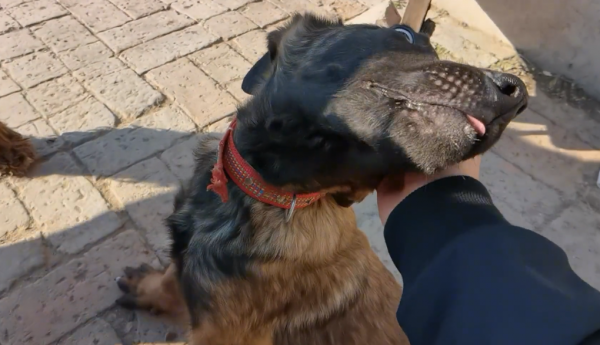 黑龍江:媽媽沒了,三隻小狗將被賣,狗狗們相互依偎:我們不分開 黑龍江:媽媽沒了,三隻小狗將被賣,狗狗們相互依偎:我們不分開