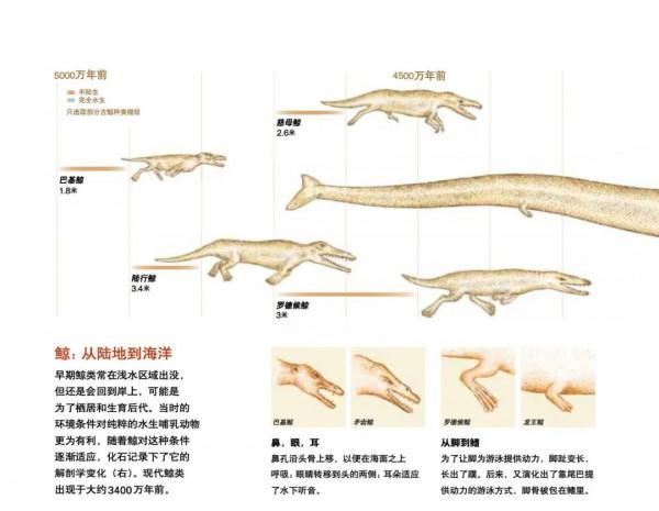 鯨居然長過腿 鯨居然長過腿