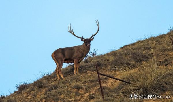 甘肅要火了！40多隻白唇鹿現身張掖，十分壯觀，網友：請出示綠碼