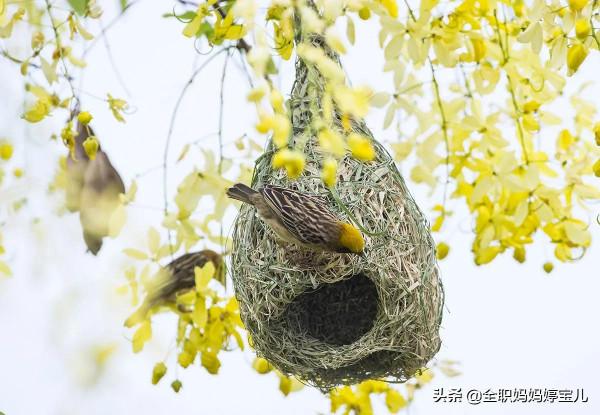 分享——鳥類築巢