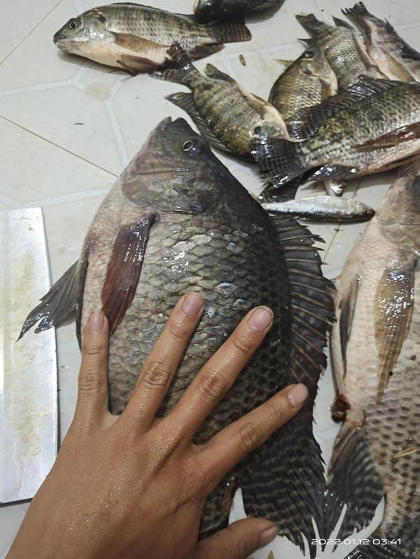 終於盤到水庫大羅非了，6.3杆子，4.5米水深