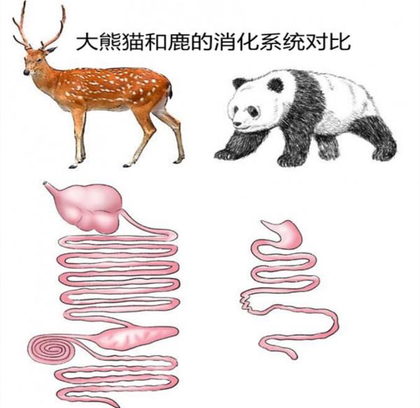 野生大熊貓增多，會跑到其他國家，變成非中國獨有物種嗎？