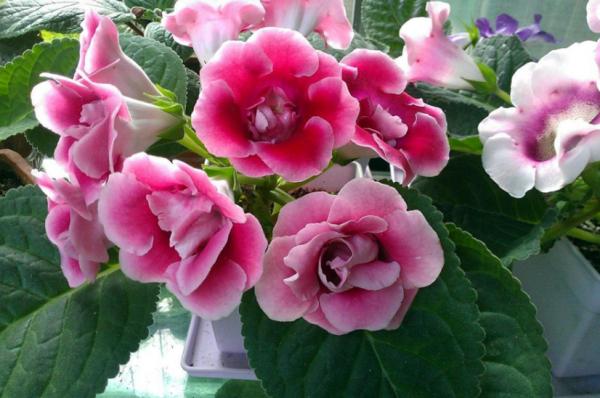 家庭養花:最值得入手的大巖桐,又名大富貴,旺運又好養漂亮 家庭養花:最值得入手的大巖桐,又名大富貴,旺運又好養漂亮