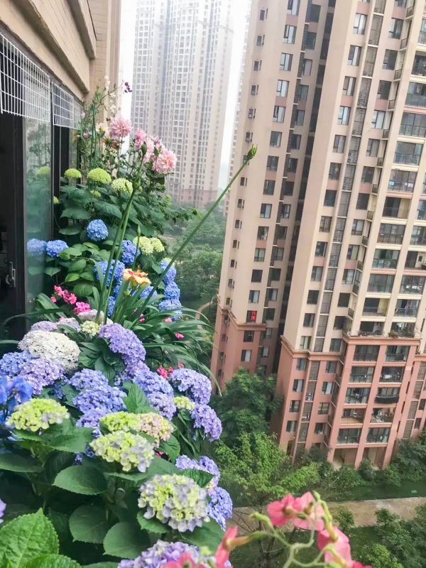 封閉陽臺也爆花!4個優秀案例,面積2.4m²-9m²,總有一個給你靈感 封閉陽臺也爆花!4個優秀案例,面積2.4m²-9m²,總有一個給你靈感