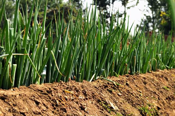 大蔥葉片白點、幹尖？可能是這些原因引起的，根據症狀巧判斷