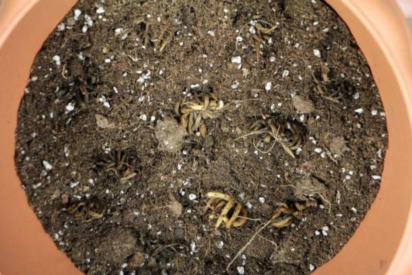 家裡養的“仙女花”,奶奶非說是芹菜,還薅一把想炒菜吃 家裡養的“仙女花”,奶奶非說是芹菜,還薅一把想炒菜吃