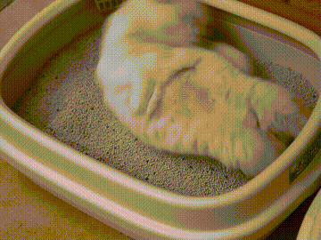 我 · 美食博主 · 觀復煎蛋