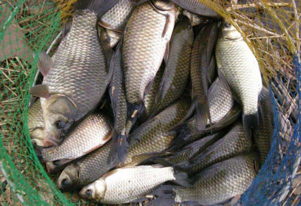 淺談野釣水底地形，這幾種就是能藏魚和聚魚