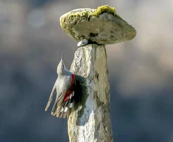 被稱為“懸崖上的蝴蝶”的它落戶北京啦！快來看