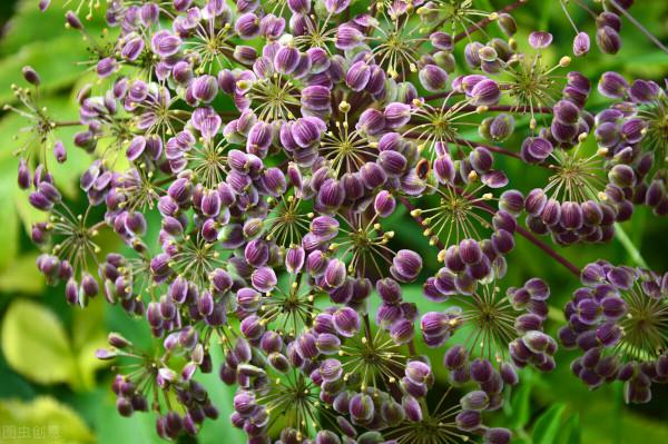 2021新農人回鄉創業，這幾種農作物可以一試，成本低效益高