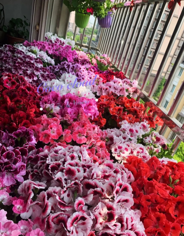 養的花一直不開花，主要是這6點做好，趕緊學起來