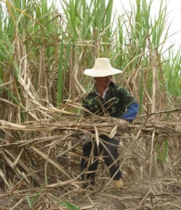 一條狗引發的命案 一條狗引發的命案