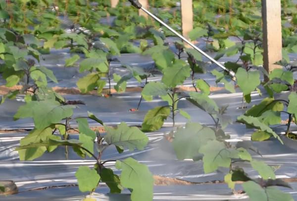 洗衣粉當農藥真能殺蟲？這四種害蟲有效，怎麼用是關鍵