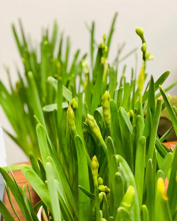 適合冬季養的“3種花”，天天有花可看，越冷花越豔、吉祥又美麗