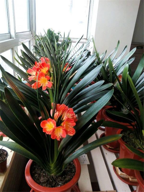 7種大型花，號稱“死不了”，看著很霸氣，還能吸廢氣，值得養