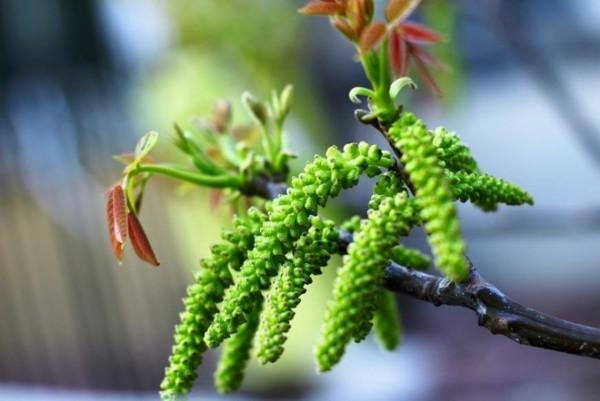 河南農村80年代常吃的這10種野菜，全部長在樹上，深受農民的喜愛