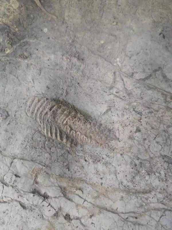 這是三葉蟲化石嗎? 這是三葉蟲化石嗎?