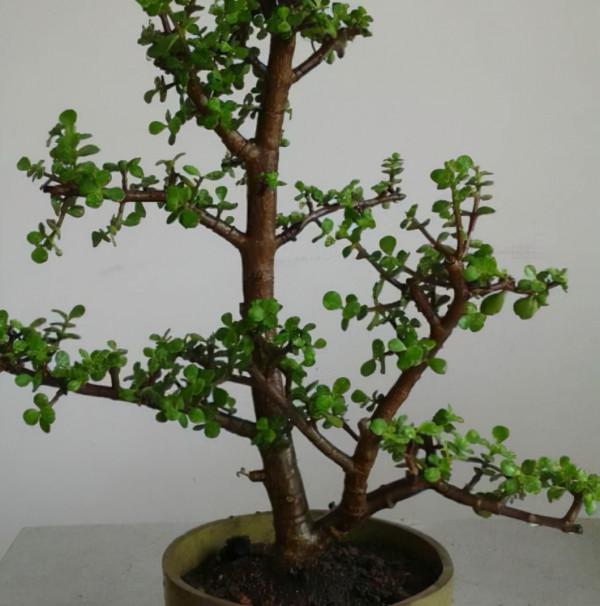 金枝玉葉,這幾“刀”一剪,飛快木質化,越養越“粗大”壯如手腕 金枝玉葉,這幾“刀”一剪,飛快木質化,越養越“粗大”壯如手腕