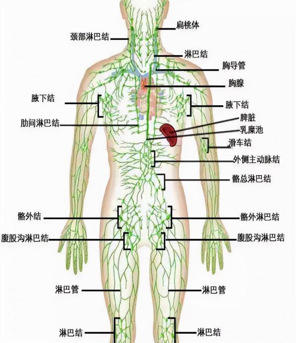 哪些原因可以引起淋巴結腫大？發現淋巴結腫大應該怎麼辦？