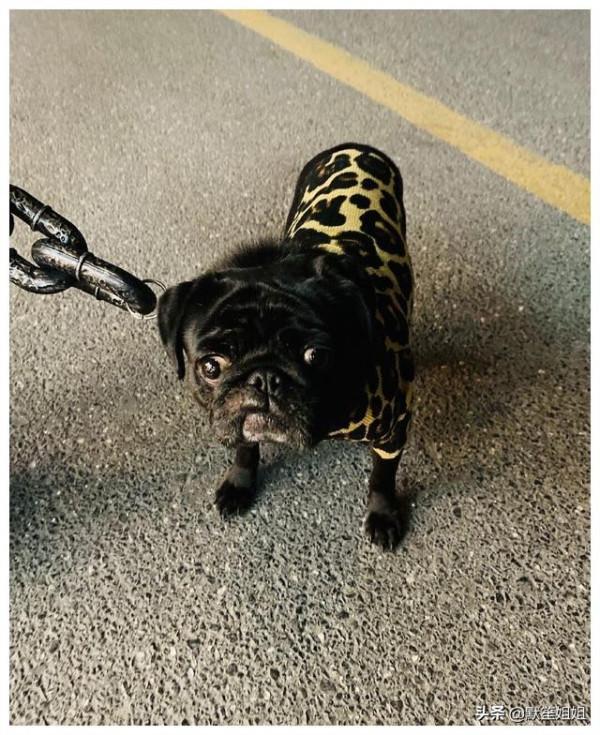 主人交代好友幫買條狗鏈，一再強調結實點，收到後竟發現形似鐵鏈