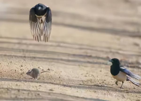 喜鵲變兇禽了？鵲擊長空鬥金雕，圈養麻雀似牛羊，落地抓魚捕鼠兔