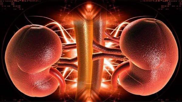 你去檢查過自己身體裡有幾個腎嗎? 你去檢查過自己身體裡有幾個腎嗎?