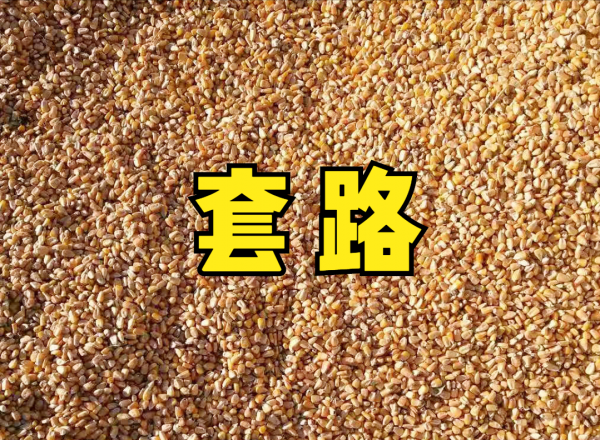 老農賣玉米遇新“套路”，預估2800斤，稱重後少300斤，發生了啥