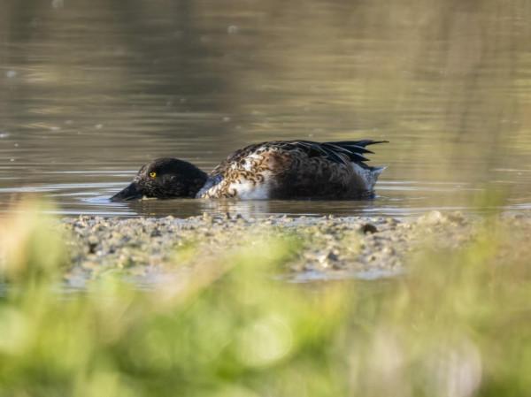 嘴巴最寬最長的野鴨—琵嘴鴨