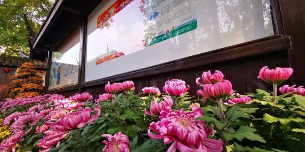 進入最佳觀賞期 進入最佳觀賞期