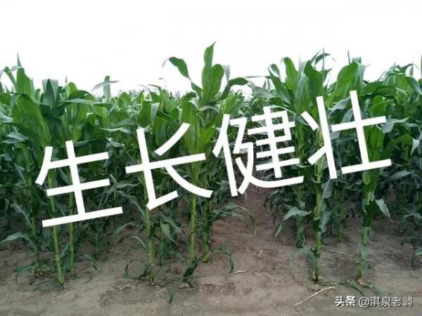 玉米寬窄行種植是高產的重要措施