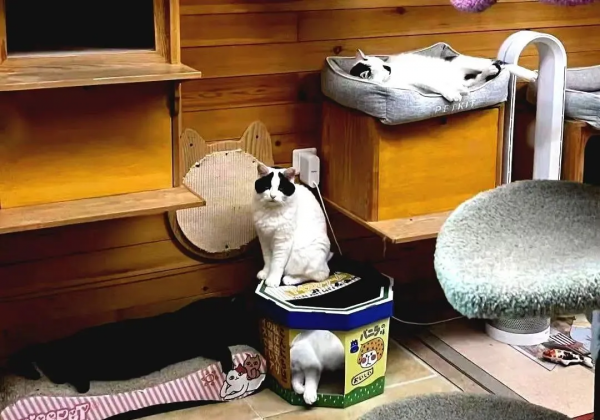 盤點 | 小貓咪那些奇奇怪怪的“酸角”關係