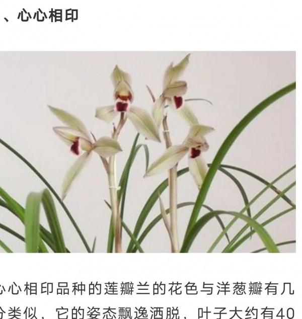 為什麼很多人養花養不活