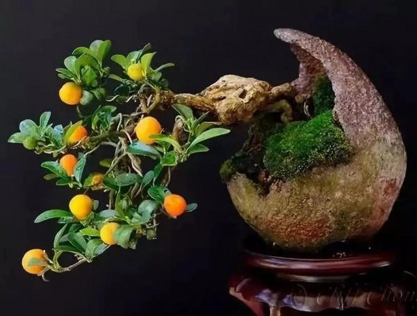 中國盆栽藝術之精品