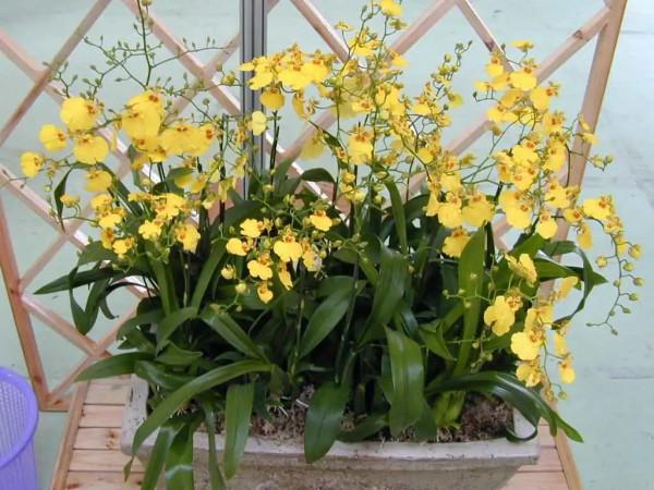 實用分享丨30款年宵花鑑賞，觀花的、賞果的都有…你最喜歡哪個？