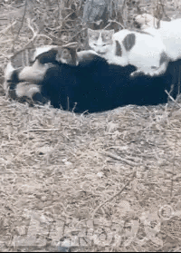 神回覆: 為什麼考古者最害怕發現雞蛋,盜墓者則最害怕粽子? 神回覆: 為什麼考古者最害怕發現雞蛋,盜墓者則最害怕粽子?