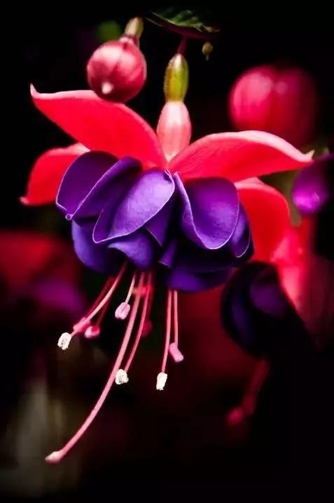 分享圖片&mdash;&mdash;罕見稀有的花卉