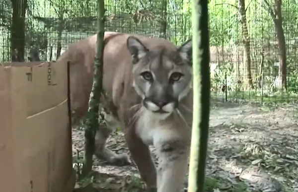 貓咪喜歡紙箱,那大貓呢?8種大型貓科動物實測,結果太可愛 貓咪喜歡紙箱,那大貓呢?8種大型貓科動物實測,結果太可愛