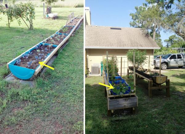 我也準備撿桶去了！把油桶收拾乾淨，裁成2半放院子裡，填土種菜