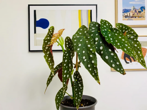 多“熱”才能叫“熱植”？