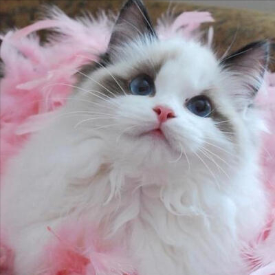 最“受歡迎”的幾種貓咪,附上市場價格,別再買貴了 最“受歡迎”的幾種貓咪,附上市場價格,別再買貴了