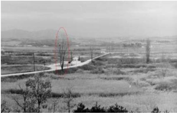 1976年朝韓邊境的一棵樹，險些引發二次朝戰，2名美軍當場被打死